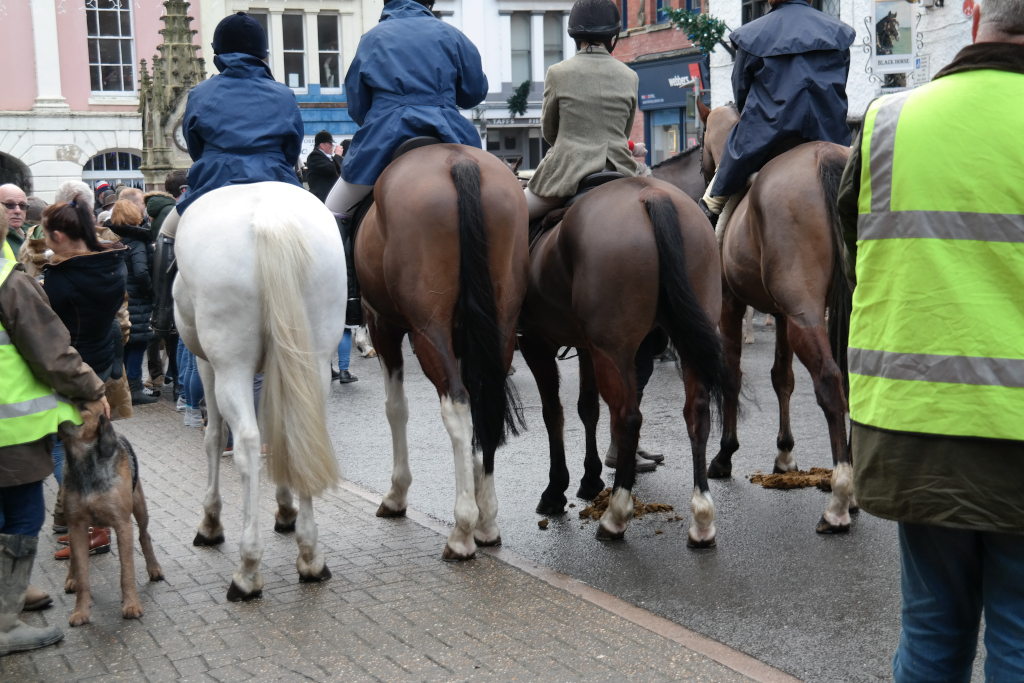 torrington farmers hunt horses nil ribbons