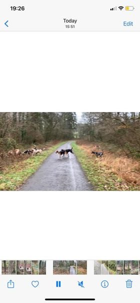 Hounds on the Tarka Trail