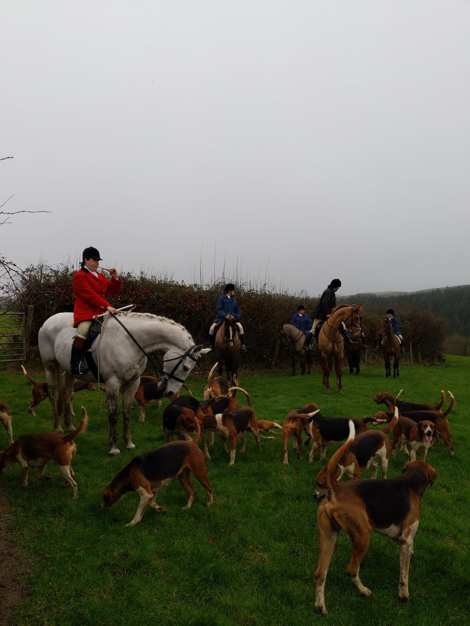 The Stevenstone Hunt hunting foxes in Feb 2024